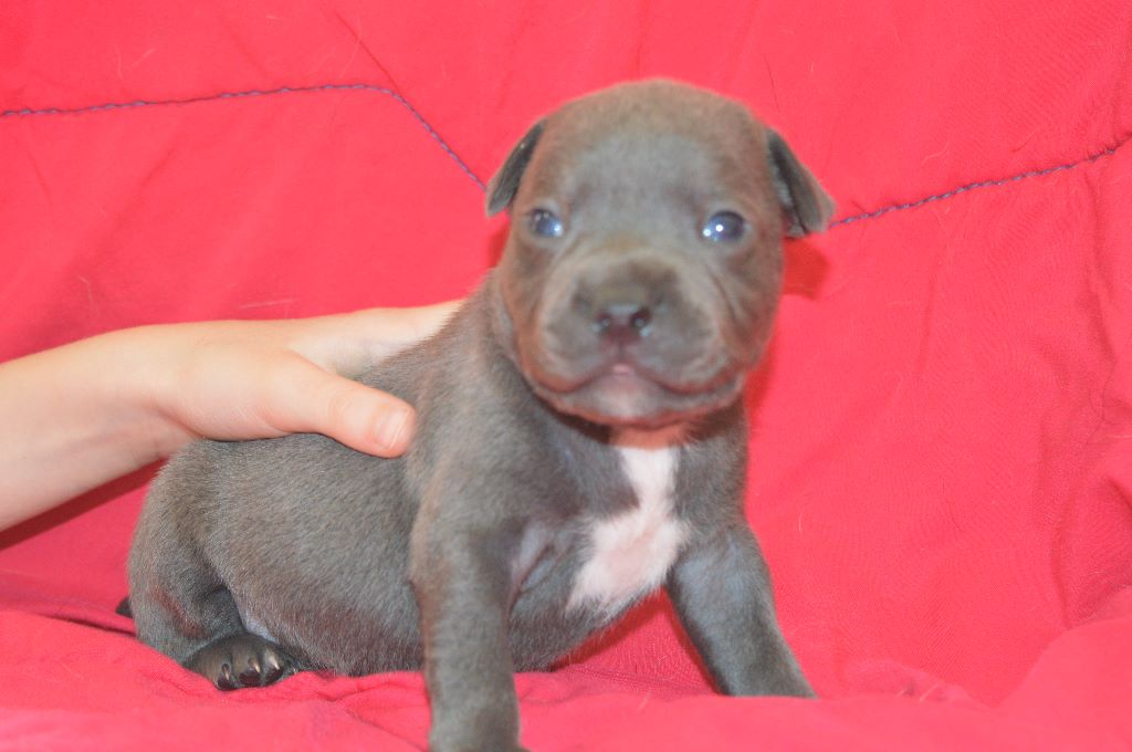 Delphine Gruyer - Chiot disponible  - Staffordshire Bull Terrier