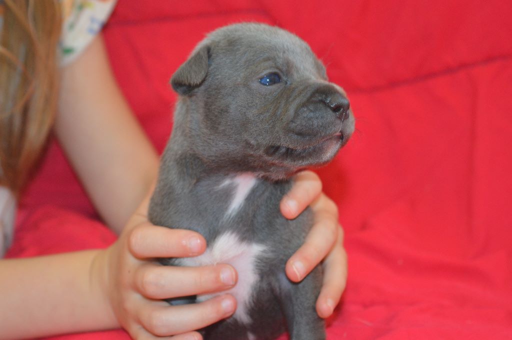 Delphine Gruyer - Chiots disponibles - Staffordshire Bull Terrier