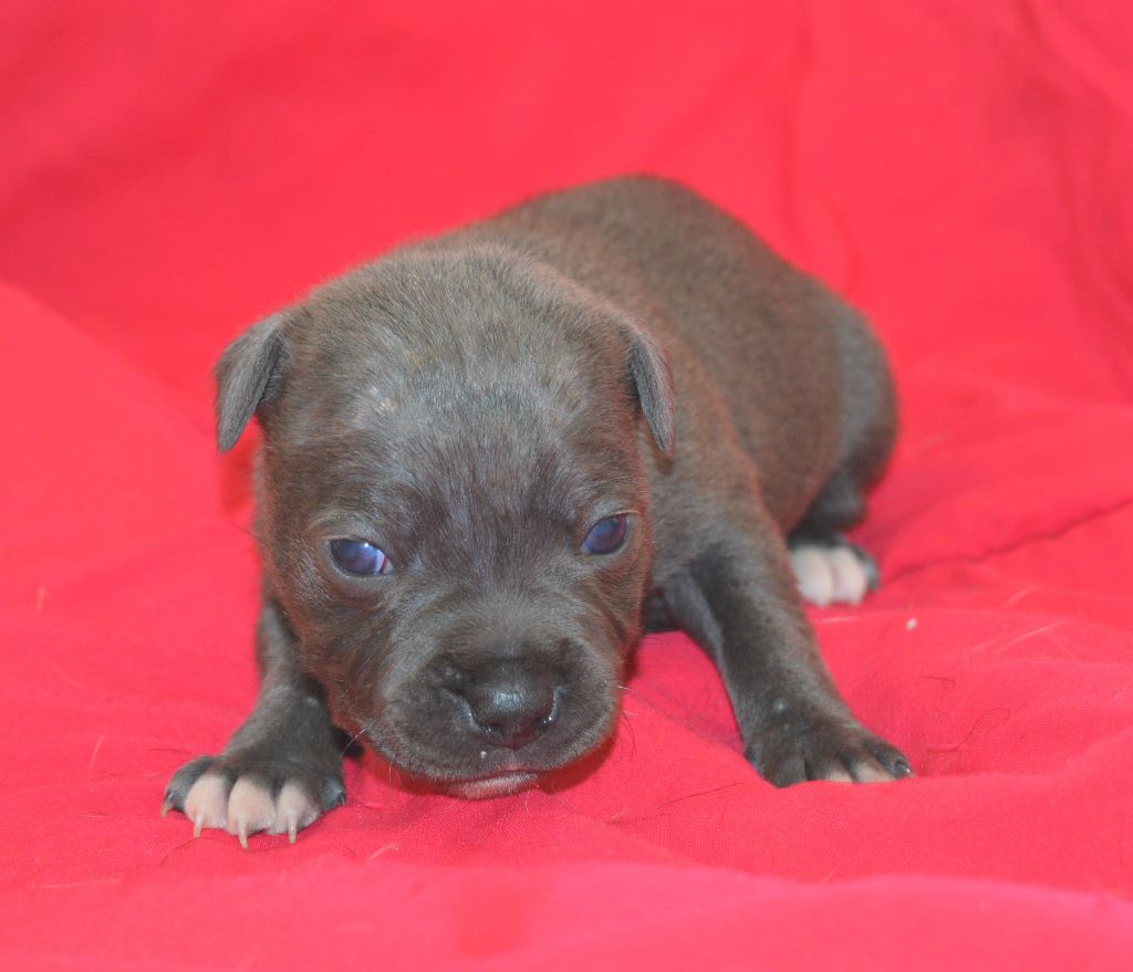 Delphine Gruyer - Chiots disponibles - Staffordshire Bull Terrier