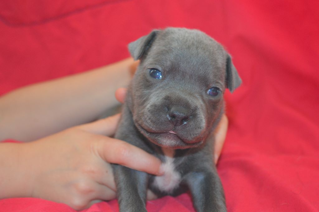 Delphine Gruyer - Chiots disponibles - Staffordshire Bull Terrier