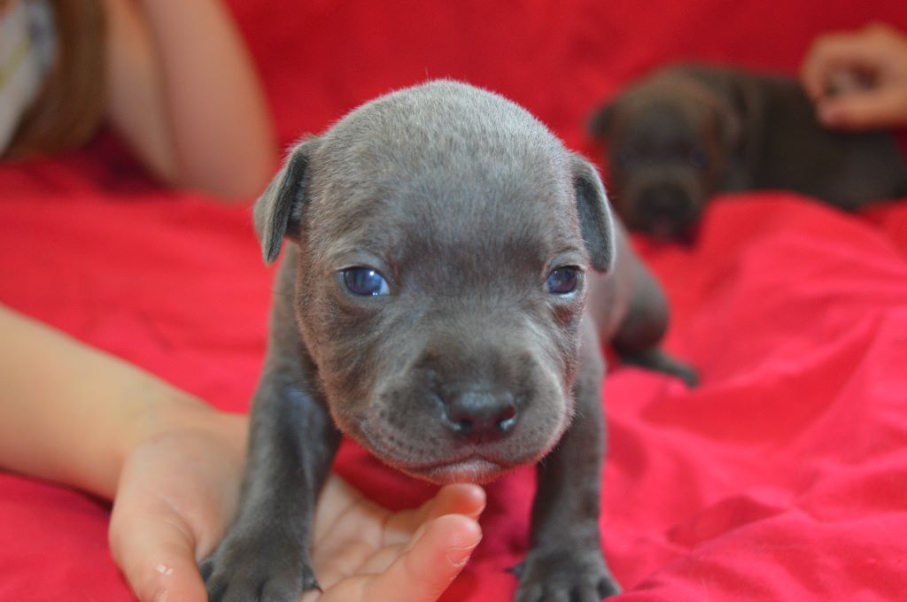 Delphine Gruyer - Chiots disponibles - Staffordshire Bull Terrier